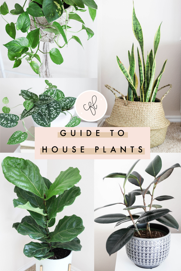 Guide to House Plants - Chalkfulloflove